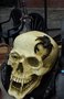 Doodshoofd Met Zwaard en Spin - Fantasy Figurine - Haloween Fantasy Skull 