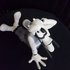 Goofy Surprise  - Leblon Delienne Dingo Surprise Collectible Boxed White